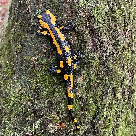 Mlyn Bynov 4* Probostov